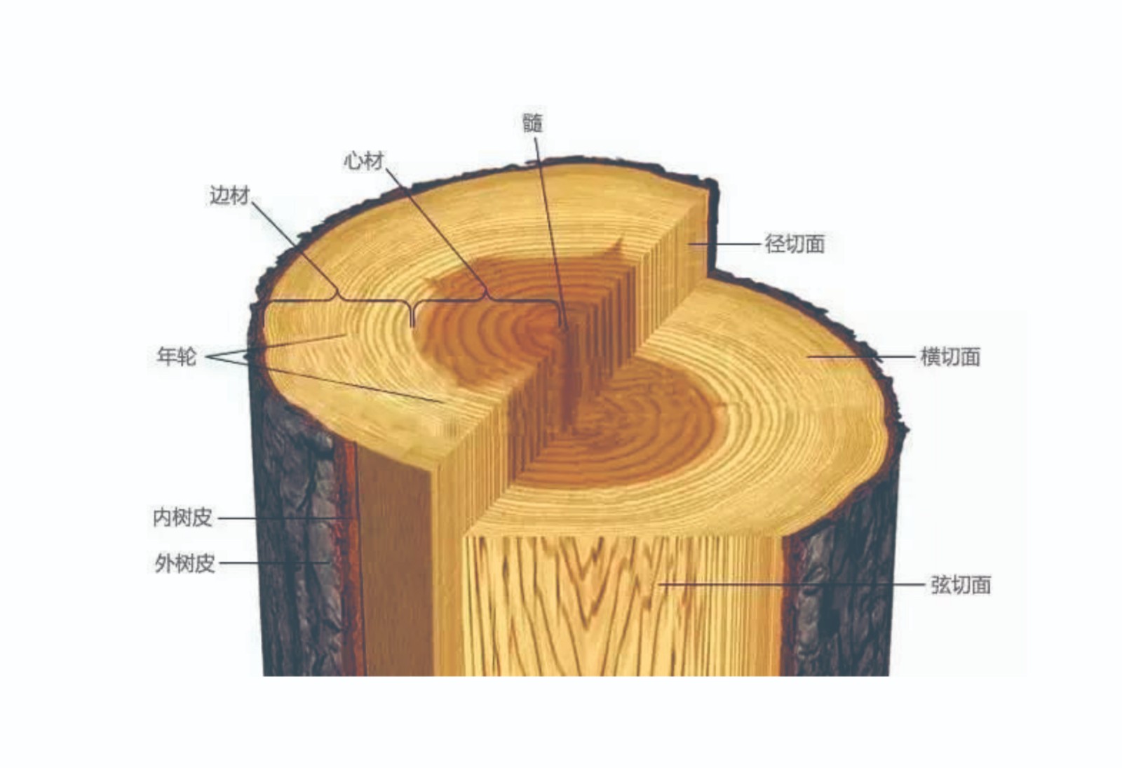 木材结构.jpg